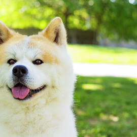 Akita Inu Dog Very Happy In A Park by Cavan Images