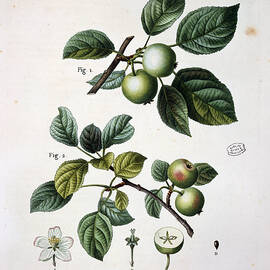Apple by Pierre Joseph Redoute