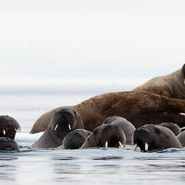 Atlantic Walruses (odobenus Rosmarus) Swimming In Ocean And On Icebergs,  Vibebukta, Austfonna, Nordaustlandet, Svalbard, Norway by Delta Images