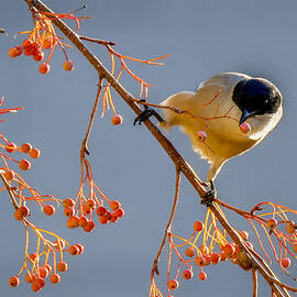 Azure-winged Magpie by Ryu Shin Woo