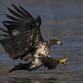 Bald Eagle Hunting by Johnny Chen