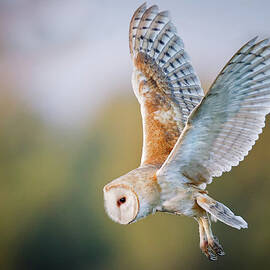 Barn Owl by Mallardg500
