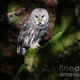 Barred Owl 2 by Bob Christopher