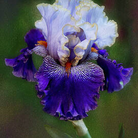 Bearded Iris - Slovak Prince by Alinna Lee