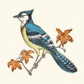 Blue Jay Bird by CSA Images