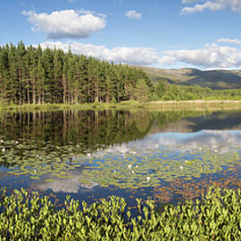 Bogbean And White Waterlily On Lochan With Forests And
