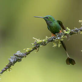Booted Raquet_tail Hummingbird by Robert Ge