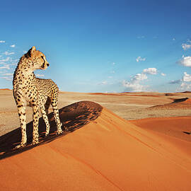 Cheetah In Desert Environment by Martin Harvey