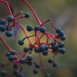 Close Up Of Colorful Berries On The Branches Of A Shrub In The Fall. by Cavan Images