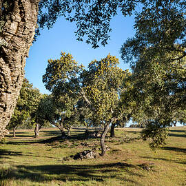 Cork Oaks, Alentejo, Portugal by Sabine Lubenow
