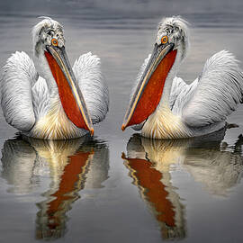Dalmatian Pelicans by Xavier Ortega