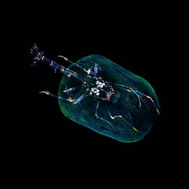 Deep-sea Pram Bug With Eggs, Green Island, Taiwan.