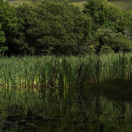Diamond Hill is Reflected in a Pond by Clodagh Kilcoyne