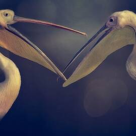 Discussion by Anna Cseresnjes