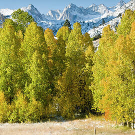 Fall Aspen And First Snows Of Winter by Josh Miller Photography