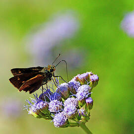 Fiery Skipper by Bill Morgenstern