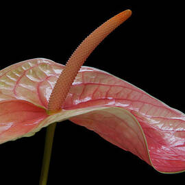 Flamingo Flower Anthurium by Terry Mccormick