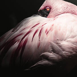 Flamingo by Hisashi Ishikawa