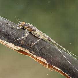 Flathead Mayfly Nymph, On Piece Of Submerged Wood, Europe