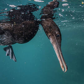Flightless Cormorant Diving. Galapagos Islands, Ecuador.