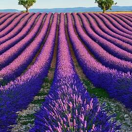 France, Provence-alpes-cote D'azur, Provence, Valensole, Lavender Fields Near Valensole