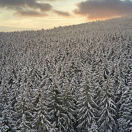 Germany, Rhineland-palatinate, Winter Forest Near Mandern, Hochwald, Hunsruck