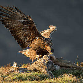 Golden Eagle Adult Feeding On Roe Deer Carcass, Isle Of