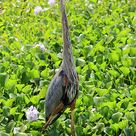 Great Blue Heron Walking by Sally Weigand