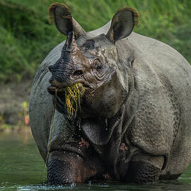 Greater One-horned Rhinoceros Feeding In River, Bardia