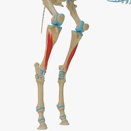 Horse Tibialis Cranialis Muscle