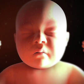 Human Foetus