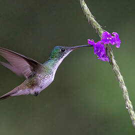 Hummingbird & Flower by Jasmine Suo