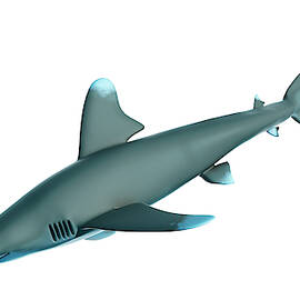 Illustration Of A Whitetip Shark by Science Photo Library