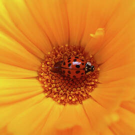 Ladybug On Calendula by Snezana Petrovic