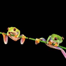 Male And Female Red-eyed Tree Frogs by Sarah Darnell