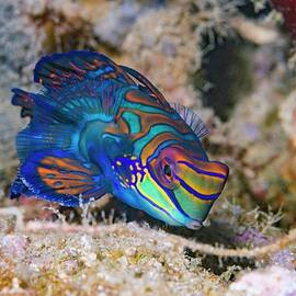 Mandarinfish