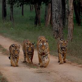 Morning Walk With Mom by Sunil Manikkath
