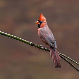 Northern Cardinal by Patrick Dessureault