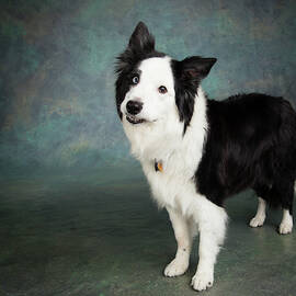 Portrait Of A Border Collie Dog by Panoramic Images