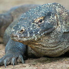 Portrait Of A Komodo Dragon (varanus by Wolfgang Kaehler