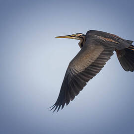 Purple Heron In Flight by Alberti Patrick