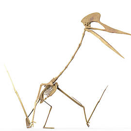 Quetzalcoatlus Skeleton by Science Photo Library