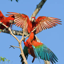 Red-and-green Macaws At Saltlick, Ara Chloroptera, Tambopata National Reserve, Peru, South America by Konrad Wothe