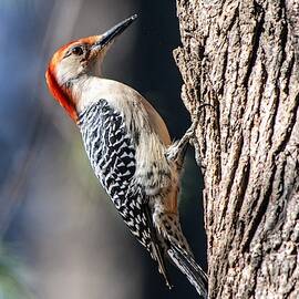 Red-Bellied Woodpecker by Mary Ann Artz