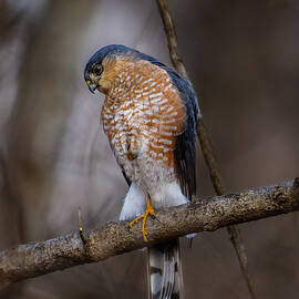 Sharp Shinned Hawk by Steven Haddix
