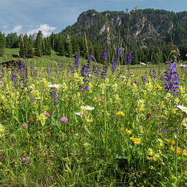 Species Rich Alpine Meadow With Flowers Including Meadow