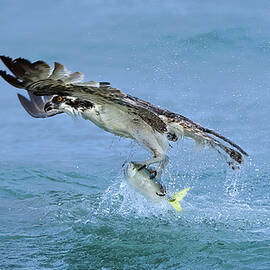 Splash by John Fan