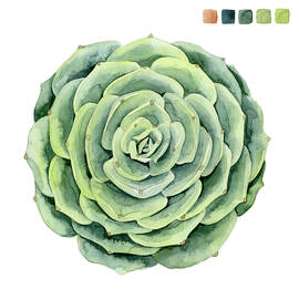 Succulent Swatches Iv by Grace Popp
