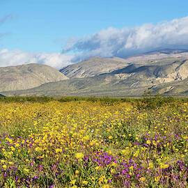 Super Bloom 2019 by MICHAEL LUSTBADER