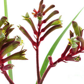 The Western Australian Red and Green Kangaroo Flower by Milleflore Images